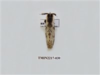 藏品(臺灣枝背舟蛾)的圖片